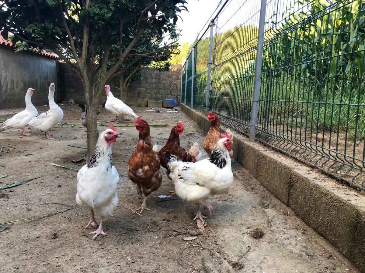 Quinta Do Avo Dimas - Rural Home - Sao Bras Porto Formoso Luaran gambar
